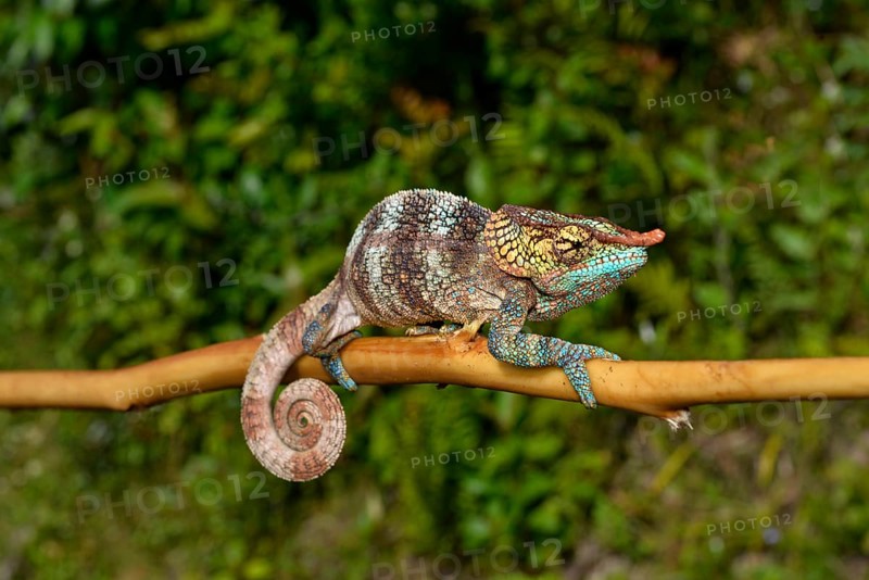 Cryptic chameleon (Calumma crypticum)