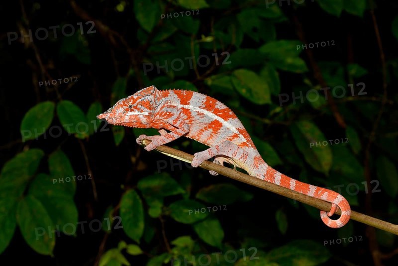 Angel's chameleon (Furcifer angeli)