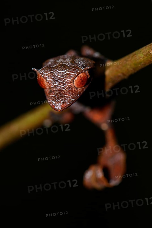 Baweng satanic leaf gecko (Uroplatus phantasticus)