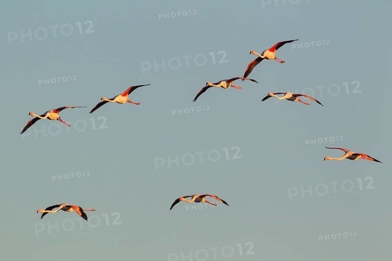 Greater Flamingo (Phoenicopterus roseus)