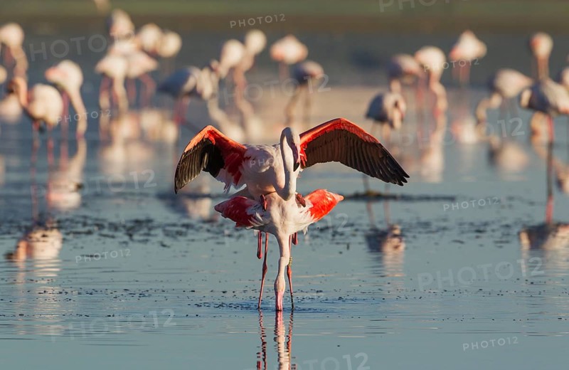 Greater Flamingo (Phoenicopterus roseus)