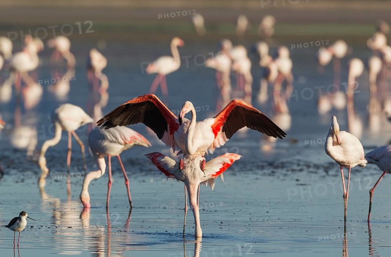 Greater Flamingo (Phoenicopterus roseus)