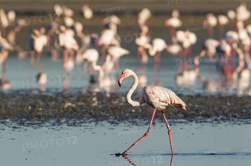 Greater Flamingo (Phoenicopterus roseus)