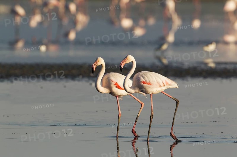 Greater Flamingo (Phoenicopterus roseus)