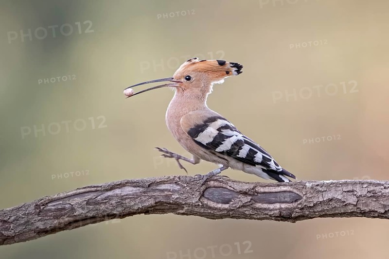 Hoopoe (Upupa epops) on branch with lizard egg in beak