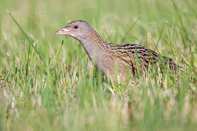 Corncrake