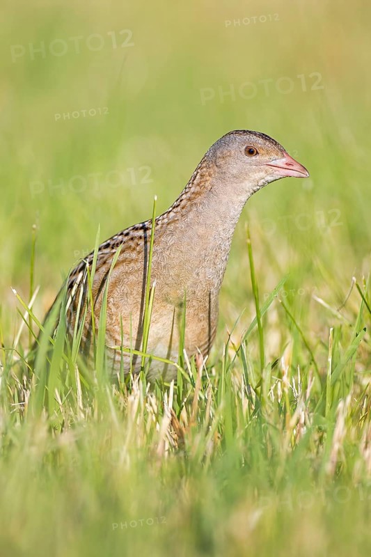 Corncrake