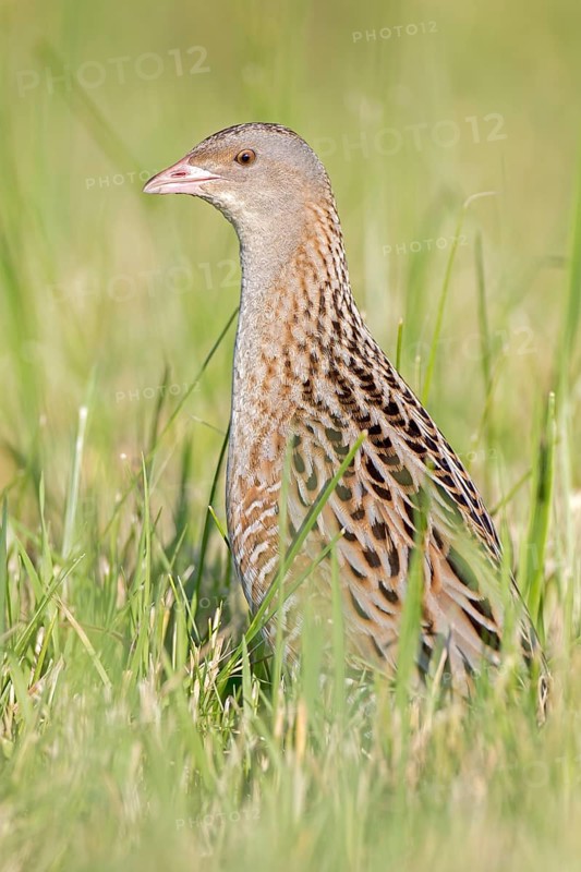 Corncrake