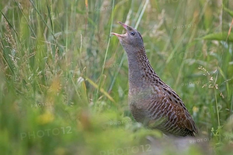 Corncrake
