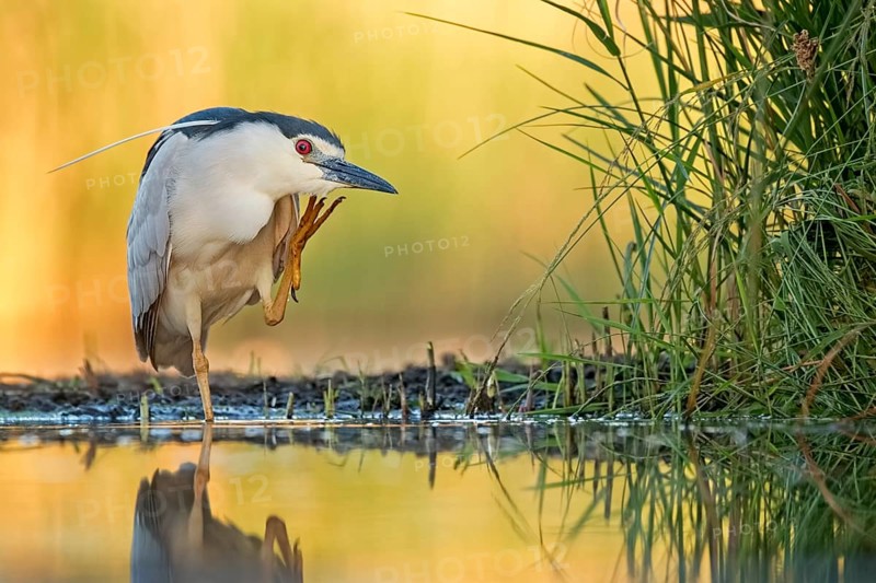 Night Heron (Nycticorax nycticorax)