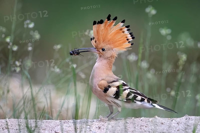 Hoopoe (Upupa epops)