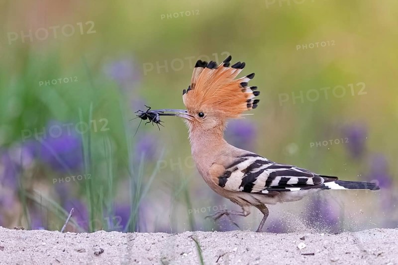 Hoopoe (Upupa epops)
