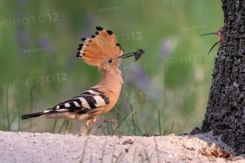 Hoopoe (Upupa epops)