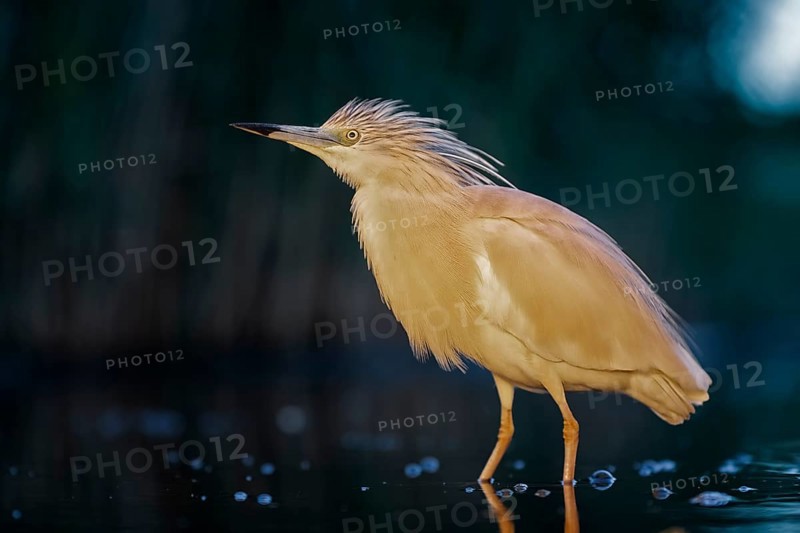 Squacco heron (Ardeola ralloides) at night hunting