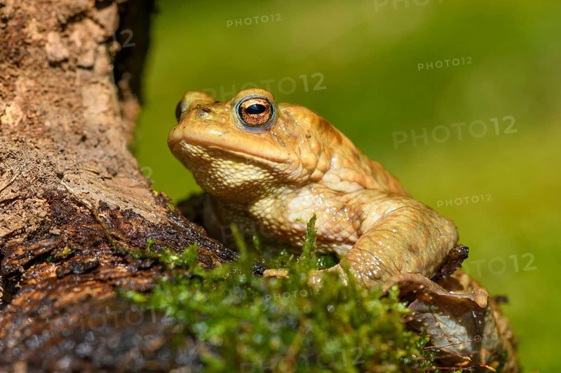 Common toad (Bufo bufo)