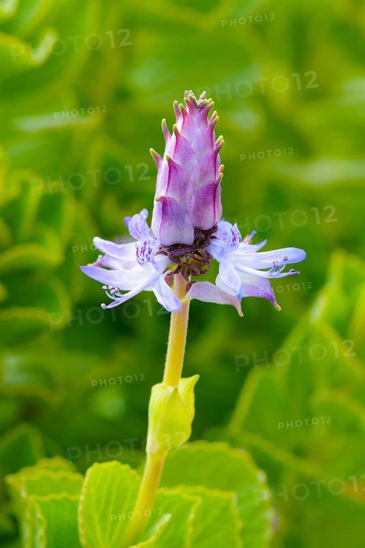 Scardy cat plant (Coleus canina)
