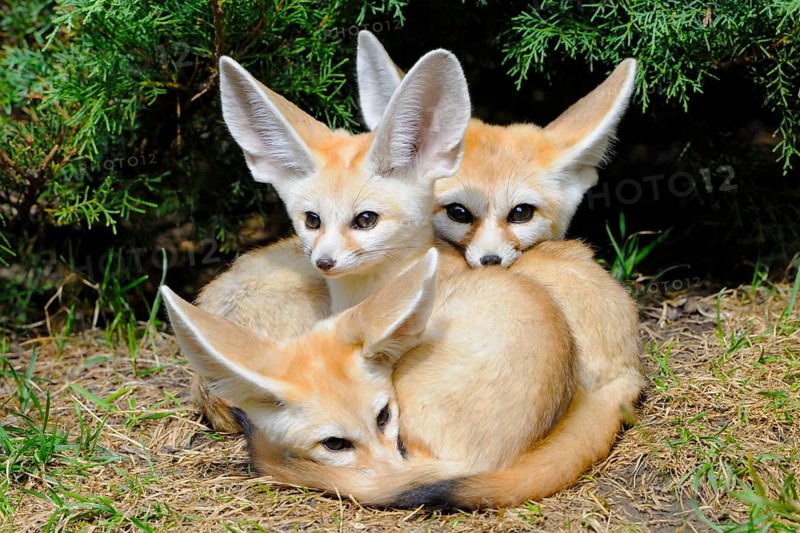 Fennec foxes (Vulpes zerda)