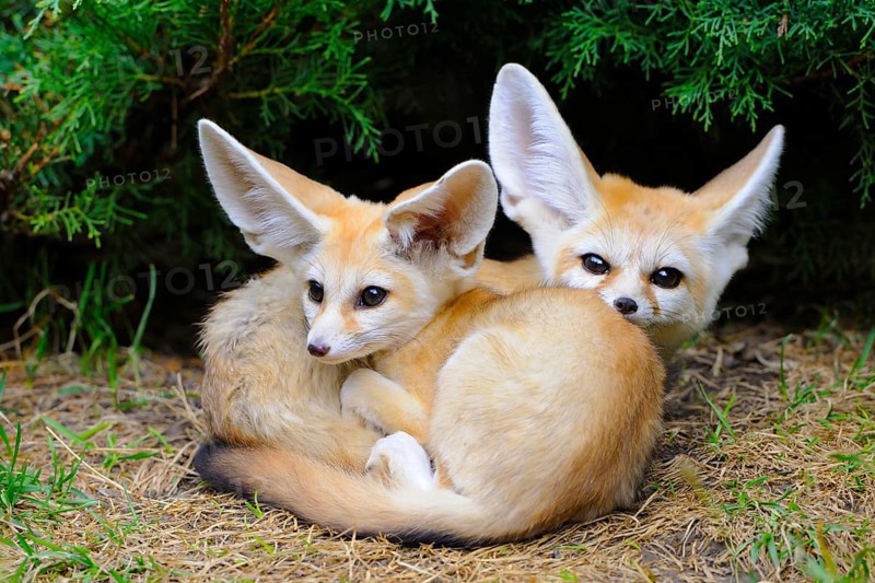 Fennec foxes (Vulpes zerda)