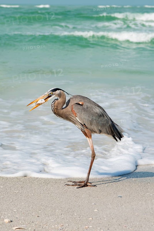 Great blue heron (Ardea herodias) at sea