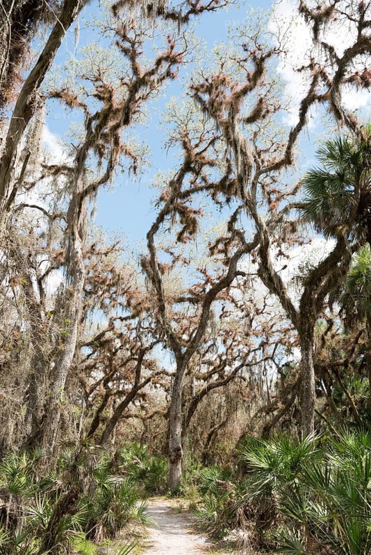 Vegetation