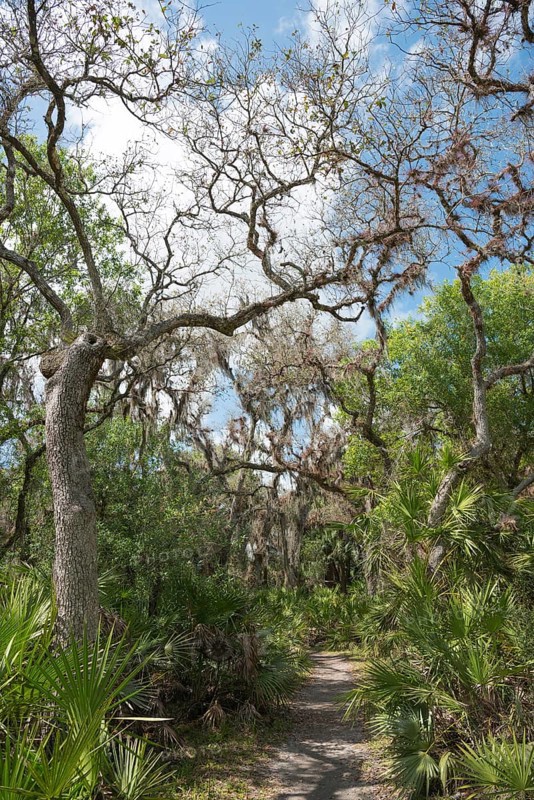 Vegetation
