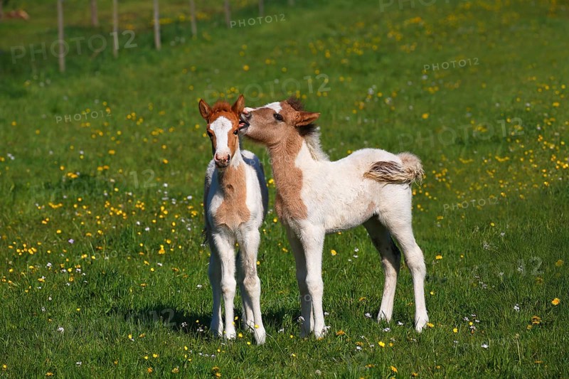 Two foals playing