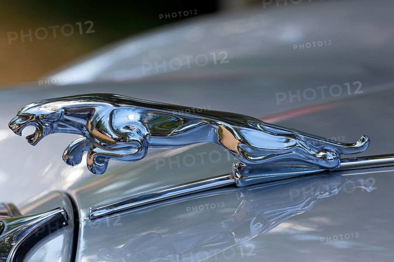 Radiator figure Jaguar on the bonnet Jaguar 3.8 litre oldtimer