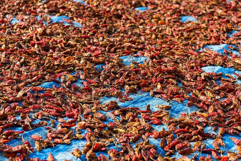 Chillies drying in sun