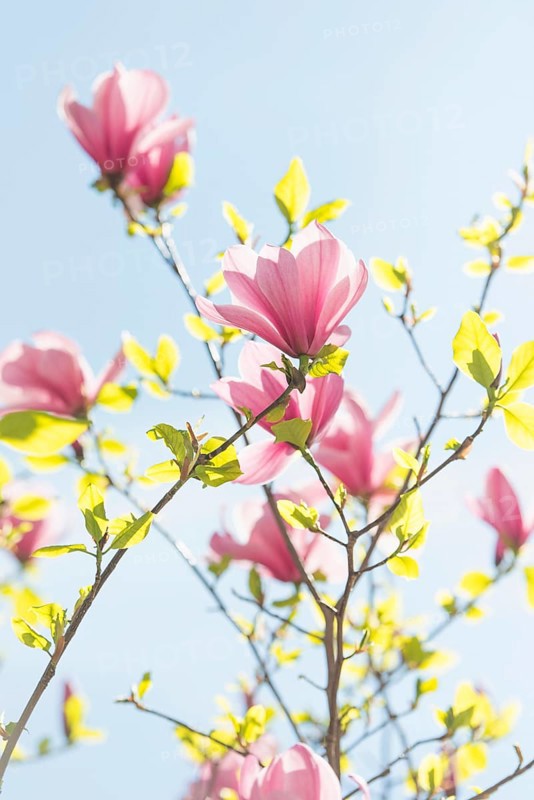 Pink magnolia flowers (Magnolia x soulangeana) with blue sky