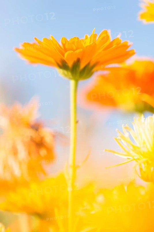 Orange to yellow marigold flowers (Calendula officinalis)