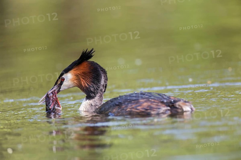 Great Crested Grebe (Podiceps cristatus) with European Crayfish (Astacus astacus)