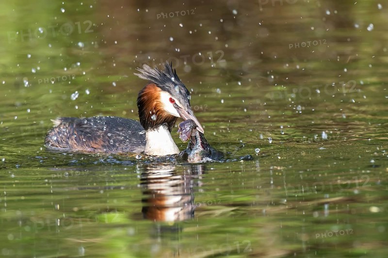Great crested grebe (Podiceps cristatus) with European crayfish (Astacus astacus) in water