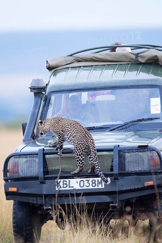 Young leopard (Panthera pardus) on a tourist car. Masai Mara Preserve