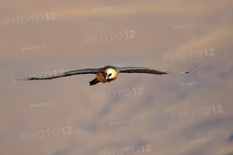 Bearded vulture in flight (Gypaetus barbatus)