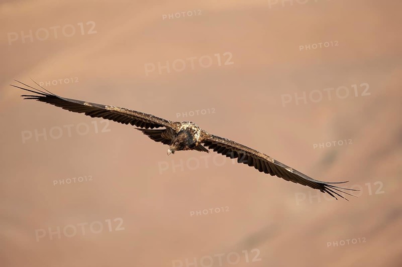 Immature bearded vulture in flight (Gypaetus barbatus)
