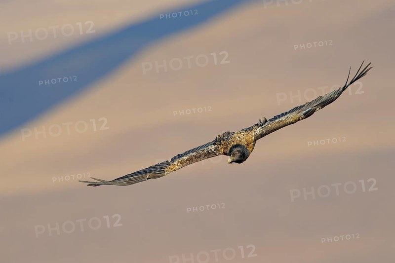 Immature bearded vulture in flight (Gypaetus barbatus)