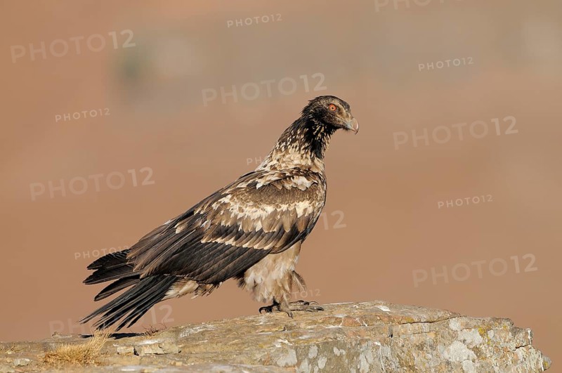 Immature bearded vulture (Gypaetus barbatus)