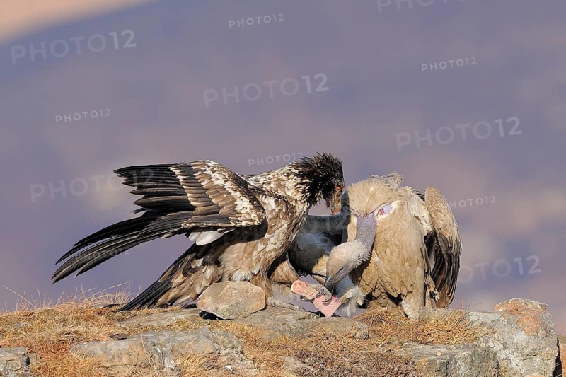Bearded vulture (Gypaetus barbatus) and cape vulture (Gyps coprotheres) at a feeding place