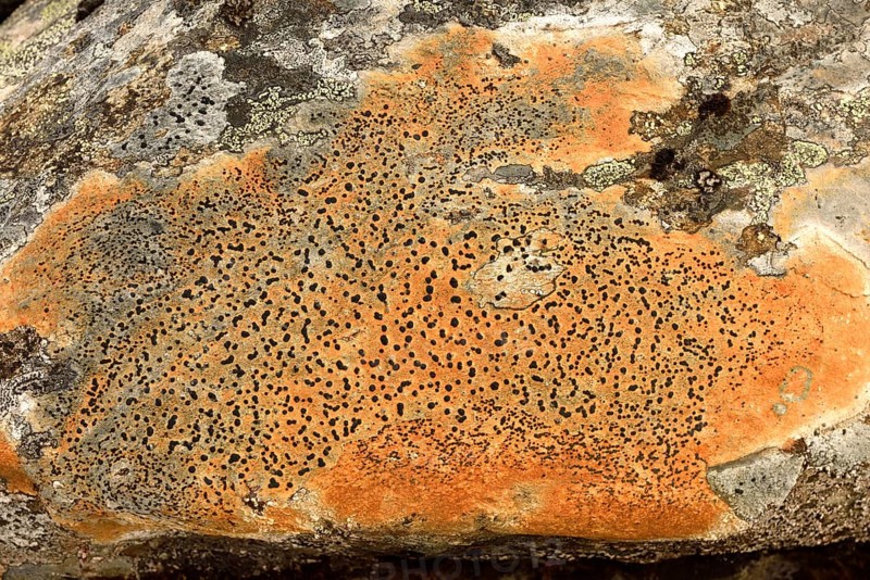 Crusty crustose lichen (Lichen)