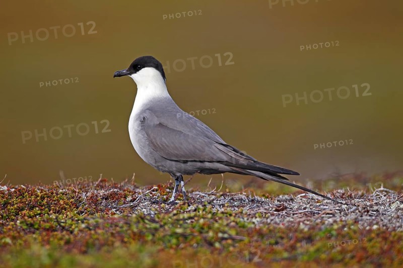 Long-tailed skua (Stercorarius longicaudus)