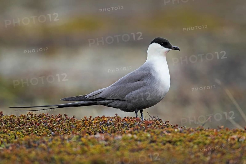 Long-tailed Skua (Stercorarius longicaudus)
