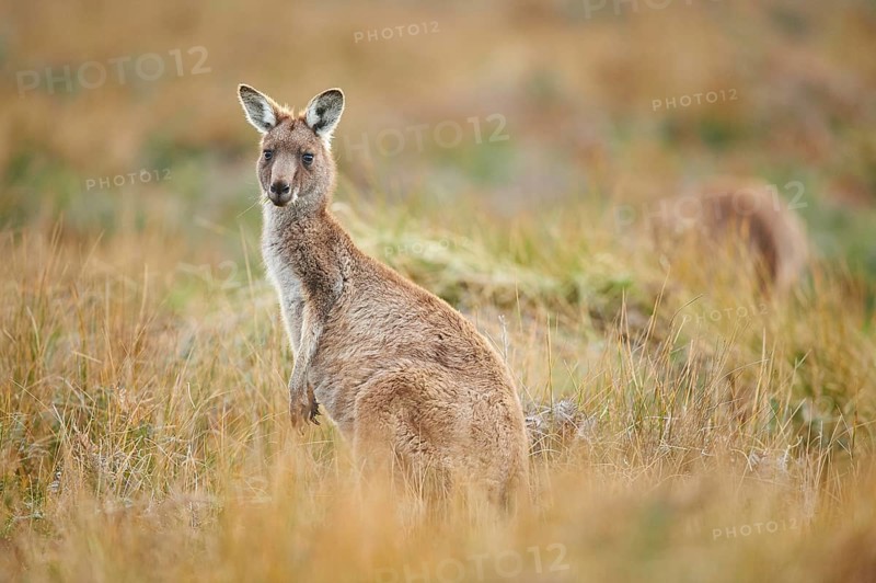 Eastern grey kangaroo (Macropus giganteus)