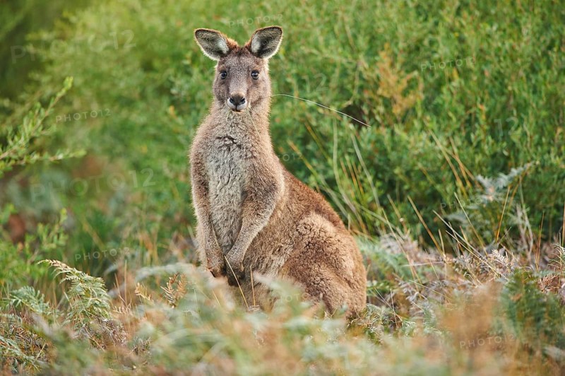 Eastern grey kangaroo (Macropus giganteus)