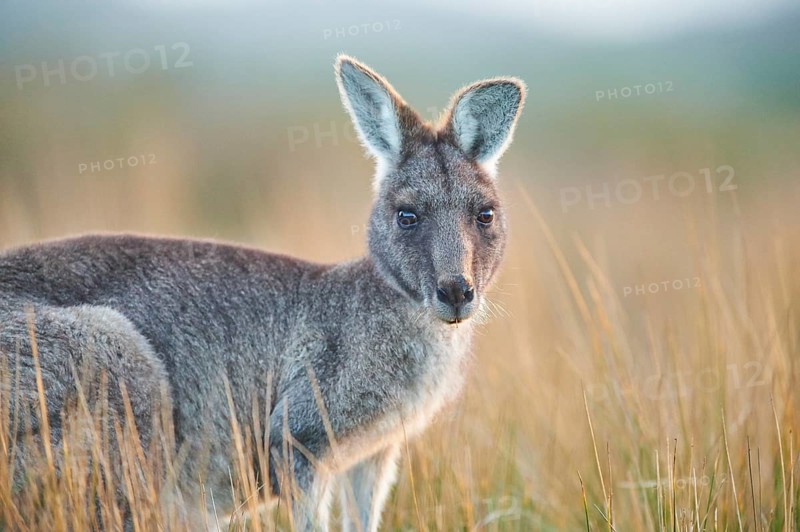 Eastern grey kangaroo (Macropus giganteus)