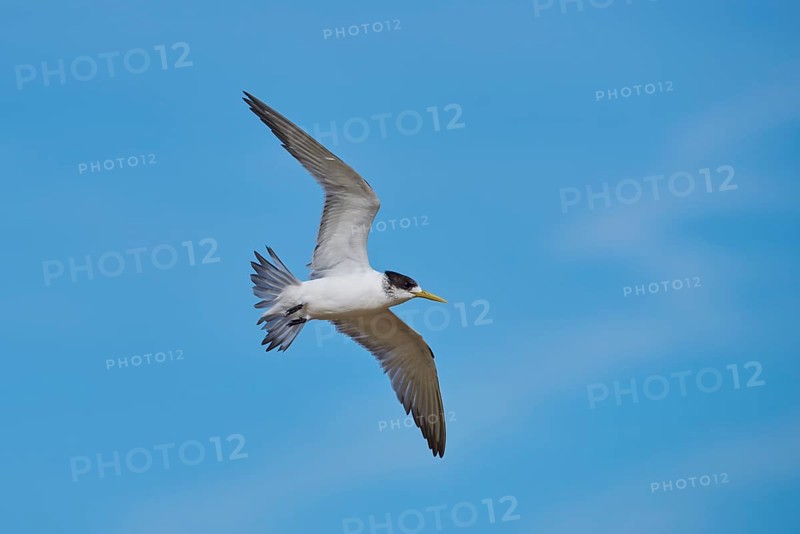 Greater crested tern (Thalasseus bergii) in flight