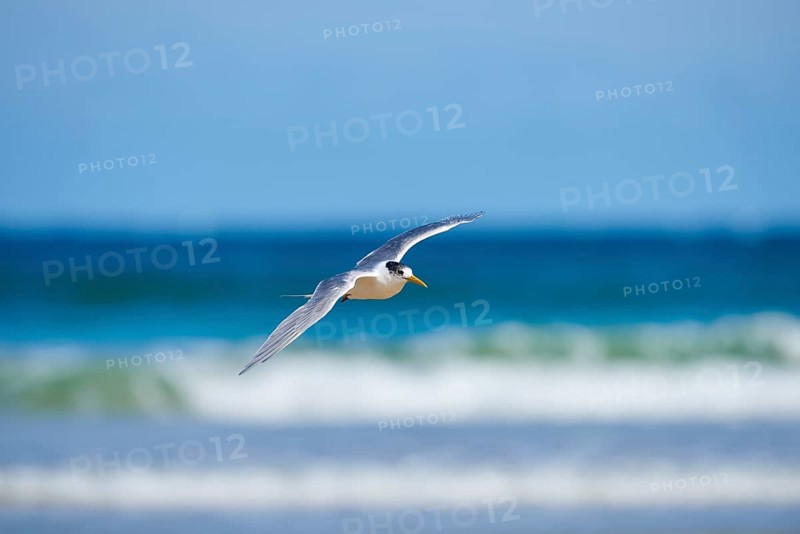 Greater crested tern (Thalasseus bergii) in flight