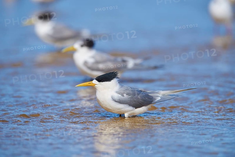 Greater crested tern (Thalasseus bergii) in shallow water