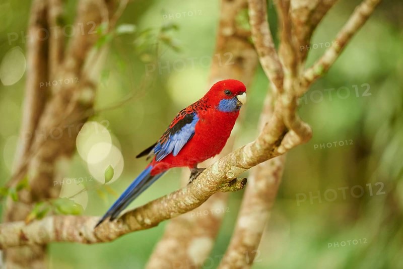 Crimson rosella (Platycercus elegans) sitting on a branch