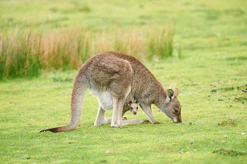 Eastern grey kangaroos (Macropus giganteus)