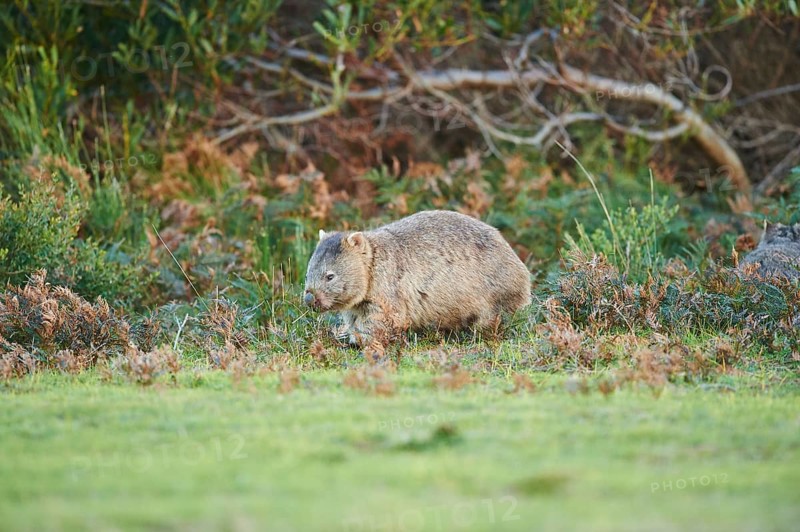 Common wombat (Vombatus ursinus)